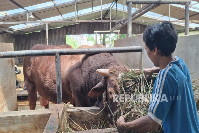 Ini Penampakan Tatang, Sapi Jumbo Seharga Rp 127 Juta yang